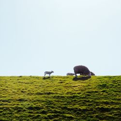 View of birds on grassy field against clear sky