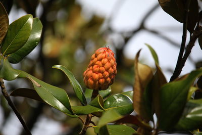 Close-up of fruits growing on plant