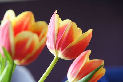 Close-up of tulips against black background