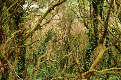 Low angle view of trees in forest