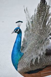 Close-up of peacock