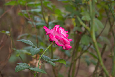 Close-up of pink flowering plant