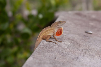 Close-up of lizard