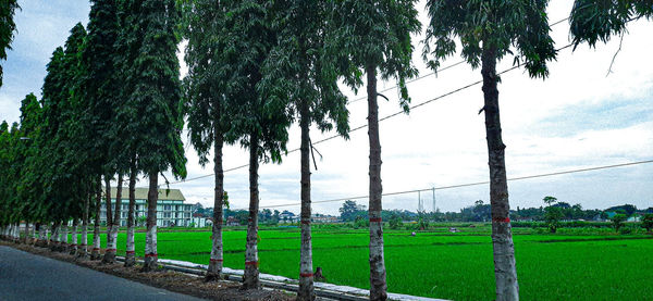 Trees on field against sky