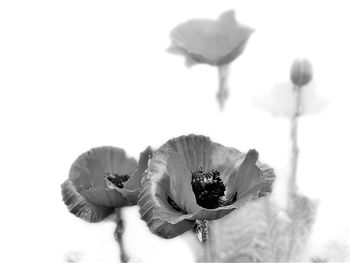 Close-up of poppy flower