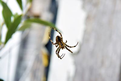 Close-up of spider