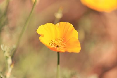 Close-up of yellow flowering plant