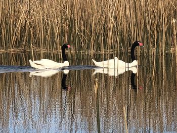 Swans swimming in lake