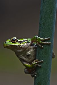Close-up of frog on green leaf