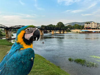 Close-up of macaw perching on lake