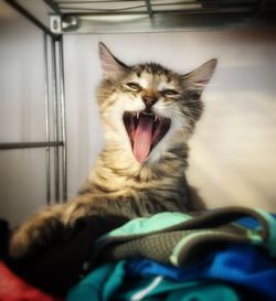 Cat resting on bed