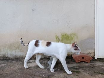 Cat standing against wall