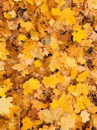 Full frame shot of yellow autumn leaves