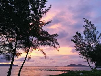 Tree by sea against sky during sunset