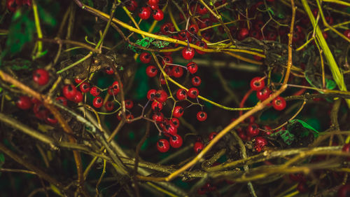 Close-up of red berries growing on tree