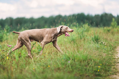 Side view of dog running on field