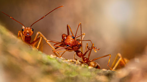 Fire ant on branch in nature ,selection focus only on some points in the image.