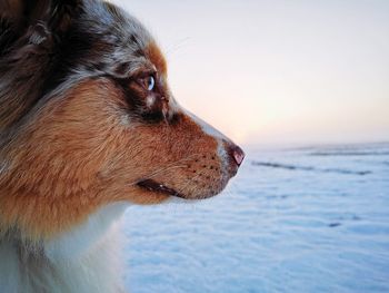 Close-up of dog looking away