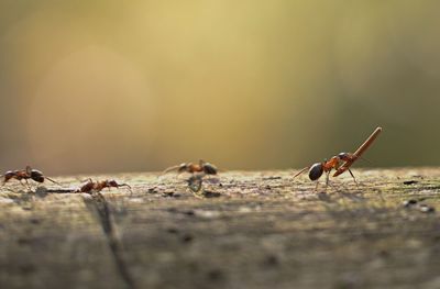 Close-up of insect