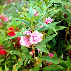 Close-up of pink flowers blooming outdoors