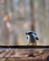 Close-up of bird perching on wood