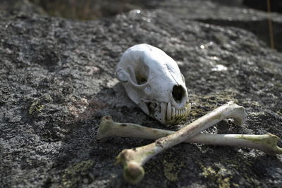 Skull and crossbones on a stone