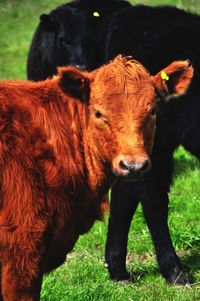 Close-up of cow standing on field