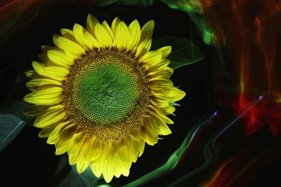 Close-up of sunflower