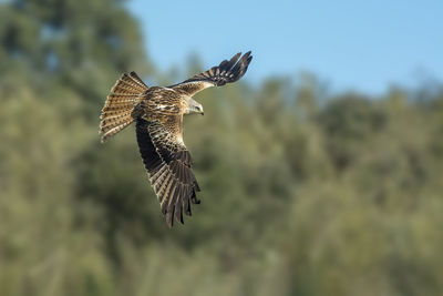 Low angle view of eagle flying