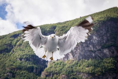 Low angle view of birds in flight