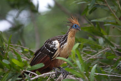 Close-up of bird perching on a plant