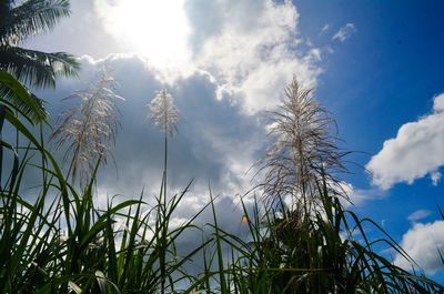 Low angle view of plants on field against sky