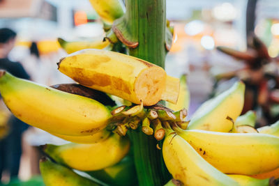 Close-up of yellow fruit on tree