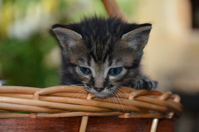 Close-up of kitten in basket