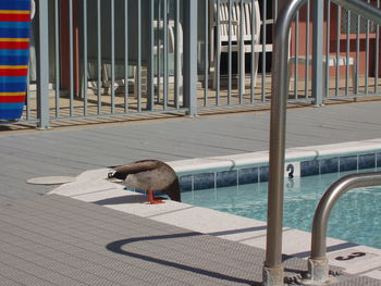 Duck on pool side