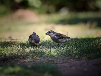 Birds perching on grass