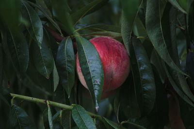 Peach growing on tree