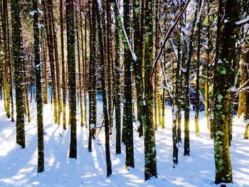 Trees in a row