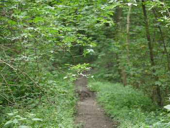 Narrow pathway along trees in park