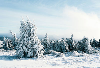 Trees on snow covered land against sky