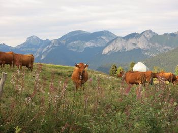 Cows grazing on grassy field