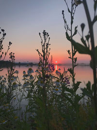 Silhouette plants by sea against sky during sunset