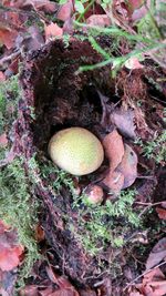 Close-up of plant growing on tree