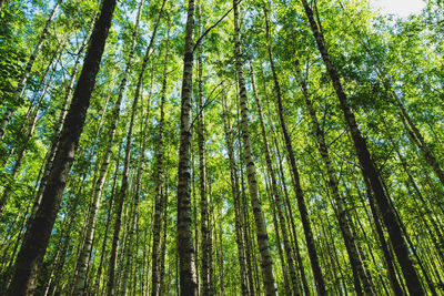 Low angle view of trees in forest