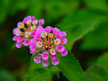 Close-up of purple flowers