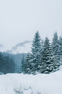 Pine  trees at durmitor mountain