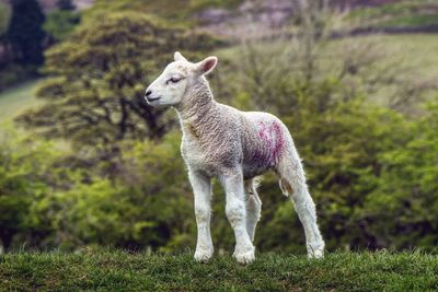 Sheep standing on field