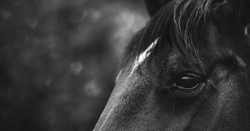 Close-up of a horse