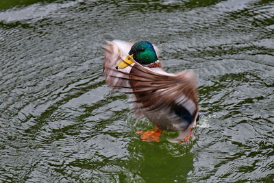 Duck walking in lake