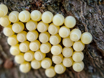 High angle view of berries on tree trunk